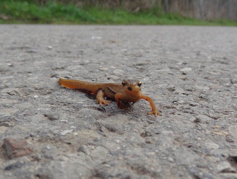 Common newt Lissotriton vulgaris (3)