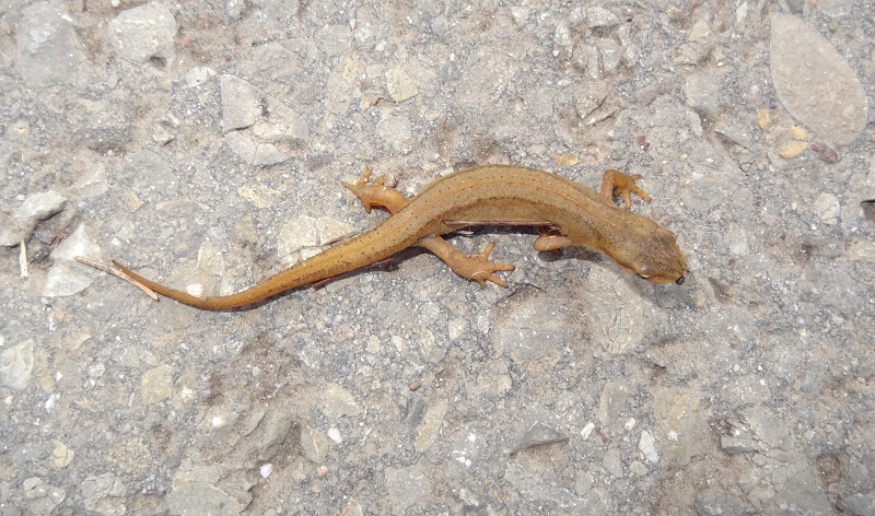 Common newt Lissotriton vulgaris (4)