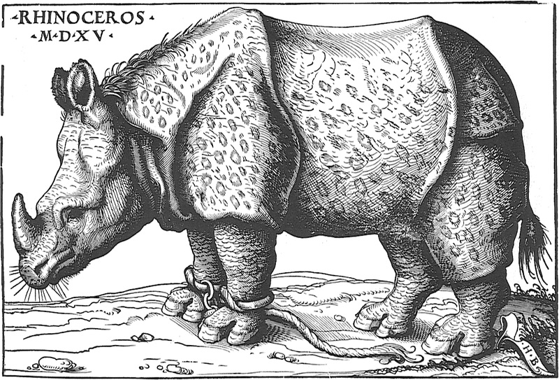 Rhinocerus by Hans Burgkmair, Augsburg 1515. Image from Wikipedia