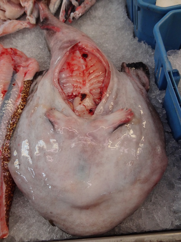 Monkfish with opened belly and visible ventral fins