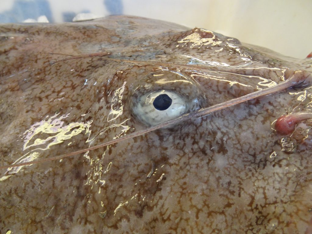 Lophius piscatorius (5) Bestiarium