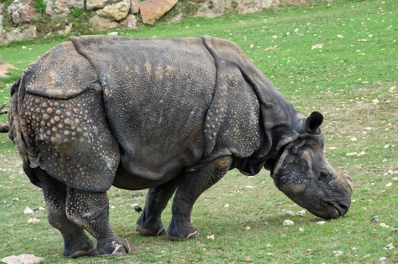 Indian rhino from Wikimedia Commons