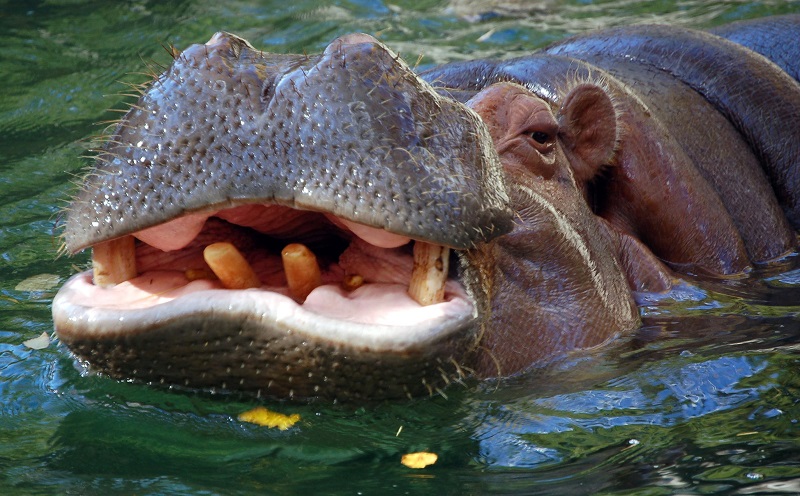 Hippo_closeup