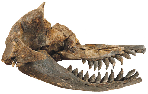 Acrophyseter deinodon skull from Wikipedia