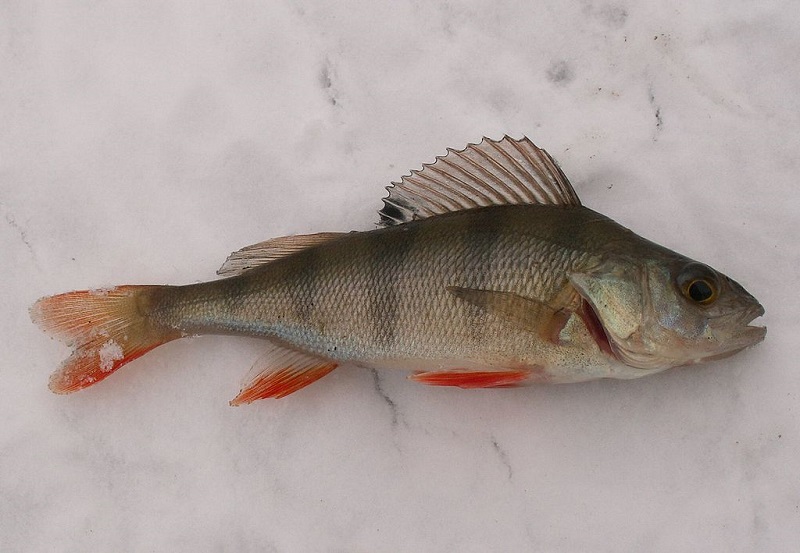 european-perch-perca-fluviatilis-common-form-with-red-fins