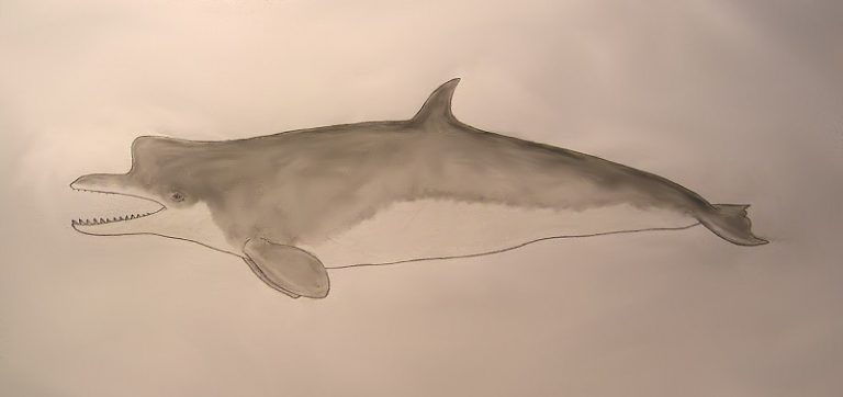 Bestiarium Fantastisches aus Biologie, Paläontologie und Natur Seite 7