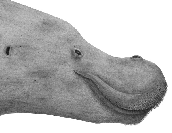 Makaracetus bidens reconstruction with fleshy lips and vibrissae by Cameron McCormick