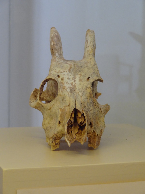 Myotragus balearicus skull from the archeological exhibition of the Museu Diocesà de Menorca at Ciutadella, Mahon