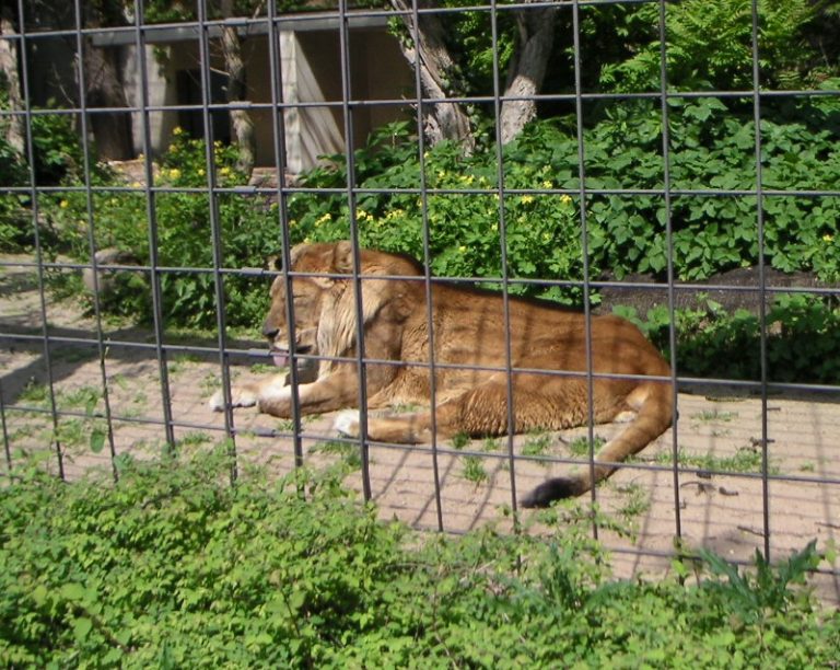 Why maned lionesses are not that special (and why they don´t baffle ...