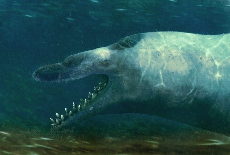 The bearded Leviathan not your everyday Basilosaurus Bestiarium