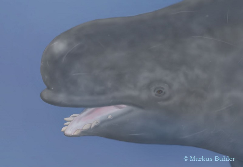 narwhal beluga hybrid