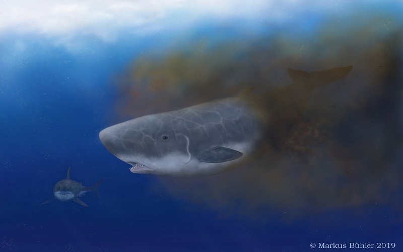 sperm whale vs great white shark